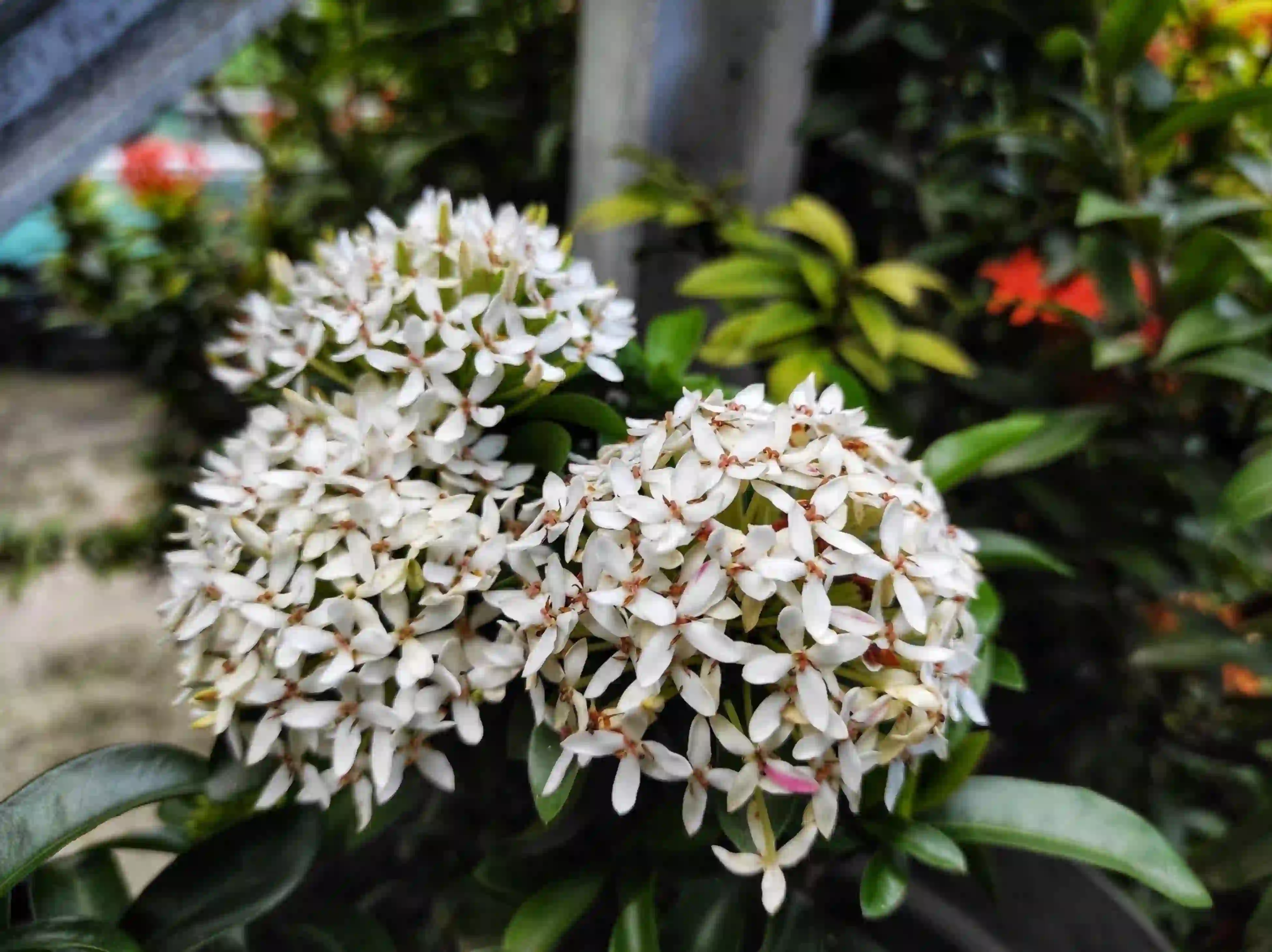 Ixora White Plant